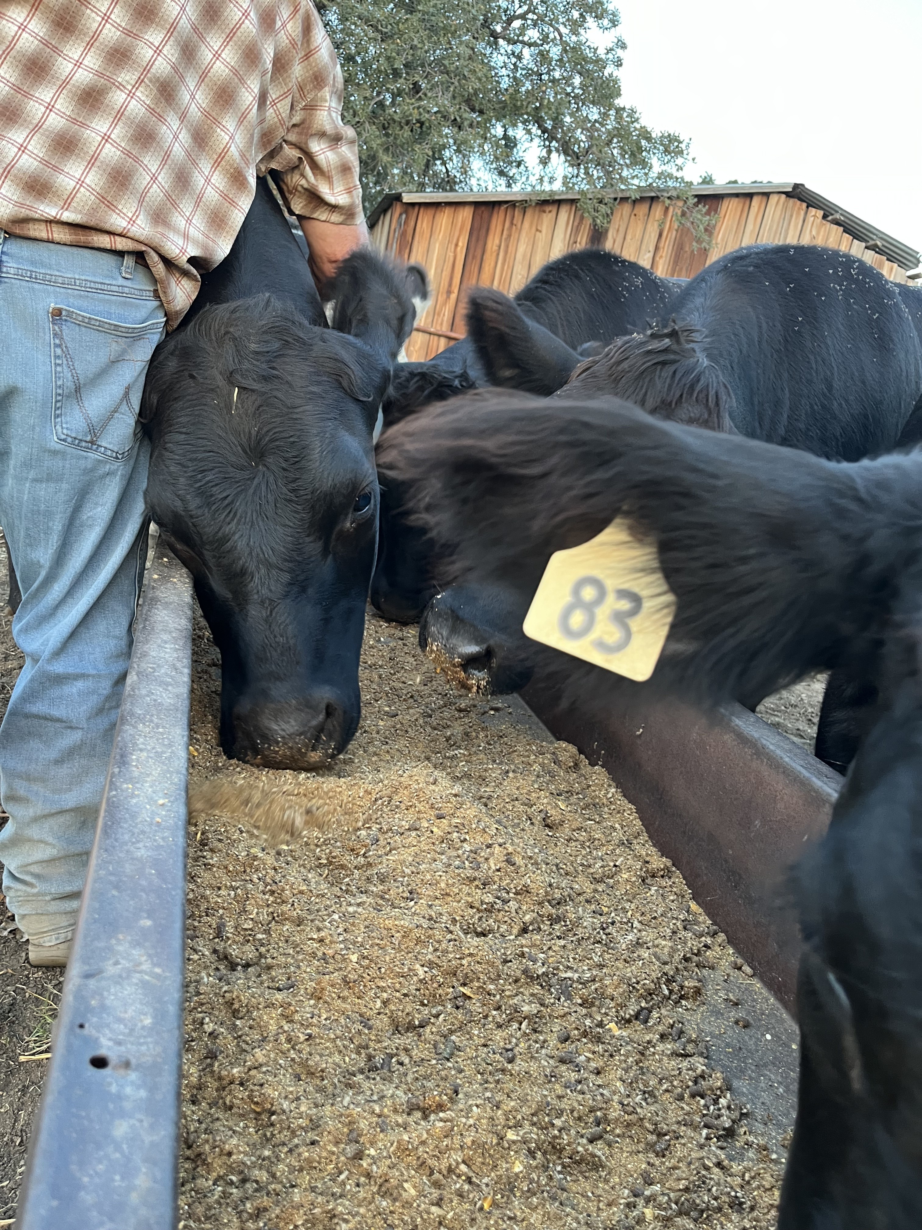 Cattle Rance Oates Cattle Ranch - Premium Pasture-Raised Texas Beef | Decatur, TX
